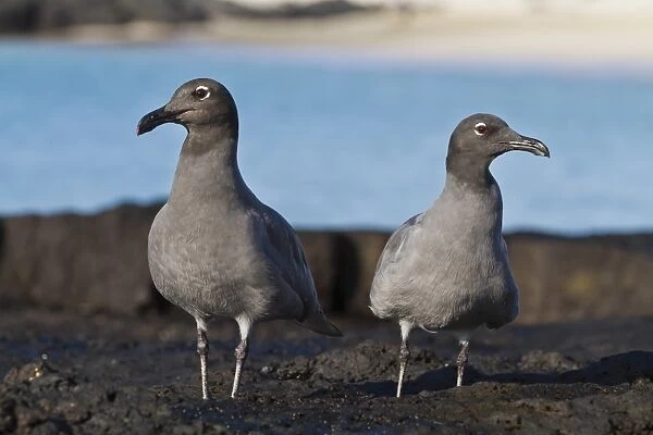 Lava gulls (leucophaeus fuliginosus), Cerro Brujo, San Cristobal Island, Galapagos Islands, UNESCO World Heritage Site, Ecuador, South America