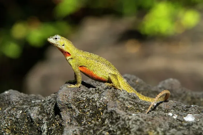 Framed Print : Lava lizard (Microlophus spp) in the Galapagos Islands Archipelago, UNESCO World Heritage Site, Ecuador, South America Framed Print : Lava lizard (Microlophus spp) in the Galapagos Islands Archipelago, UNESCO World Heritage Site, Ecuador, South America