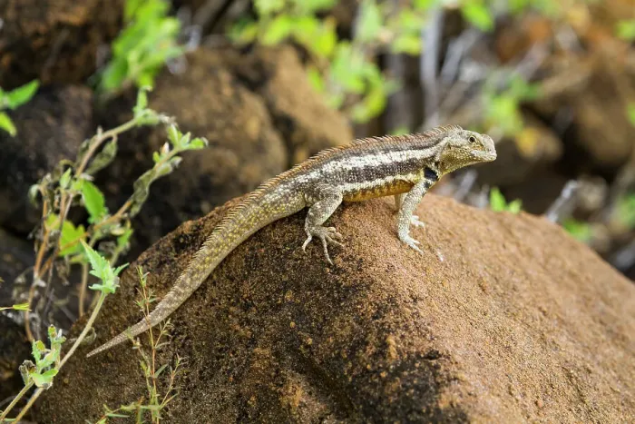 Framed Print : Lava lizard (Microlophus spp) in the Galapagos Islands Archipelago, UNESCO World Heritage Site, Ecuador, South America Framed Print : Lava lizard (Microlophus spp) in the Galapagos Islands Archipelago, UNESCO World Heritage Site, Ecuador, South America