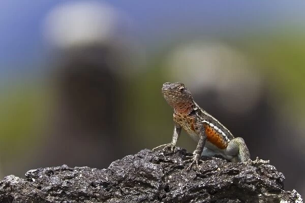 Lava lizard (Microlophus spp), Las Bachas, Santa Cruz Island, Galapagos Islands, Ecuador, South America