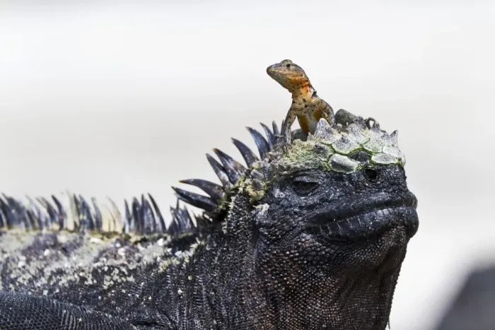 Framed Print : Lava lizard (Microlophus spp) on top of marine iguana (Amblyrhynchus cristatus), Las Bachas, Santa Cruz Island, Galapagos Islands, Ecuador, South America Framed Print : Lava lizard (Microlophus spp) on top of marine iguana (Amblyrhynchus cristatus), Las Bachas, Santa Cruz Island, Galapagos Islands, Ecuador, South America