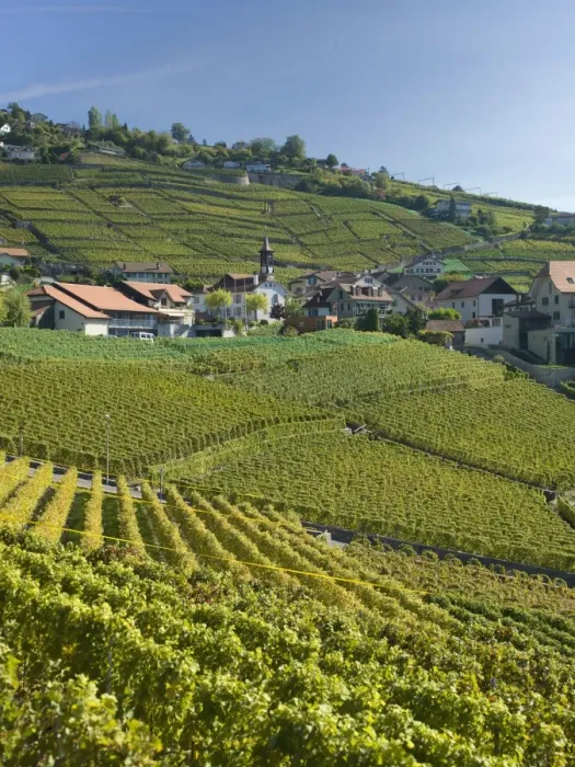 Framed Print : Lavaux terraced vineyards on Lake Geneva, Montreux, Canton Vaud, Switzerland, Europe Framed Print : Lavaux terraced vineyards on Lake Geneva, Montreux, Canton Vaud, Switzerland, Europe