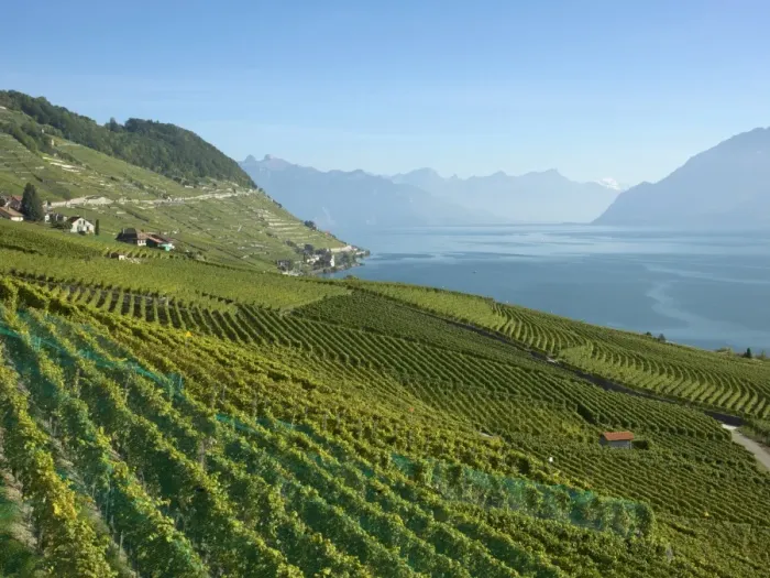 Framed Print : Lavaux terraced vineyards on Lake Geneva, Montreux, Canton Vaud, Switzerland, Europe Framed Print : Lavaux terraced vineyards on Lake Geneva, Montreux, Canton Vaud, Switzerland, Europe