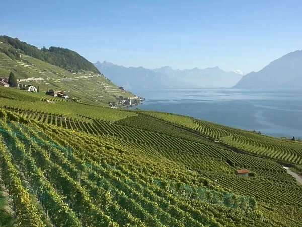 Lavaux terraced vineyards on Lake Geneva, Montreux, Canton Vaud, Switzerland, Europe