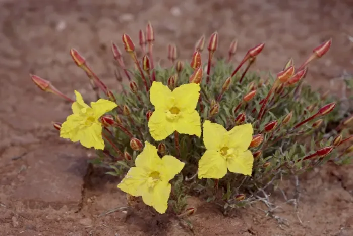 Framed Print : Lavender evening-primrose (Calyophus lavandulifolia), The Needles District Framed Print : Lavender evening-primrose (Calyophus lavandulifolia), The Needles District