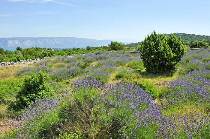 Framed Print : Lavender field in the area around Velo Grablje, Hvar island, Croatia, Southeast Europe Framed Print : Lavender field in the area around Velo Grablje, Hvar island, Croatia, Southeast Europe