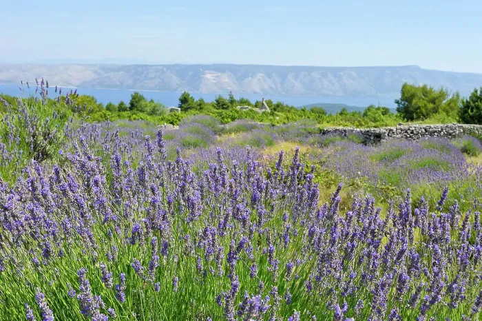 Framed Print : Lavender field in the area around Velo Grablje, Hvar island, Croatia, Southeast Europe Framed Print : Lavender field in the area around Velo Grablje, Hvar island, Croatia, Southeast Europe