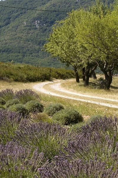 Lavender field, La Palud sur Verdon, Gorges du Verdon, Provence, France, Europe