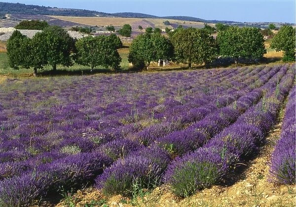 Lavender Field, Le Plateau de Sault, Provence, France