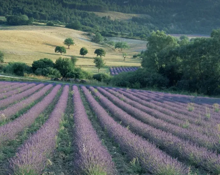 Framed Print : Lavender field near Ferrassieres, Drome, Rhone Alpes, France, Europe Framed Print : Lavender field near Ferrassieres, Drome, Rhone Alpes, France, Europe