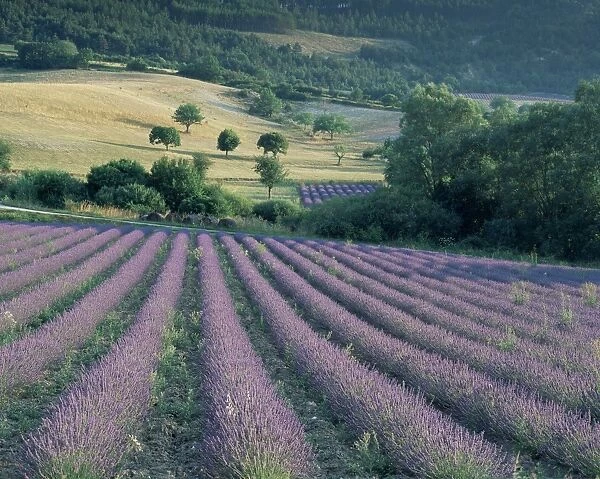 Lavender field near Ferrassieres, Drome, Rhone Alpes, France, Europe