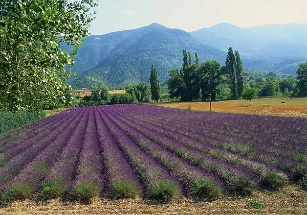 Lavender Field, Plateau de Sault, Provence, France