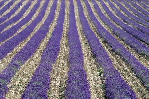 Lavender field, Sault, Vaucluse, Provence, France, Europe