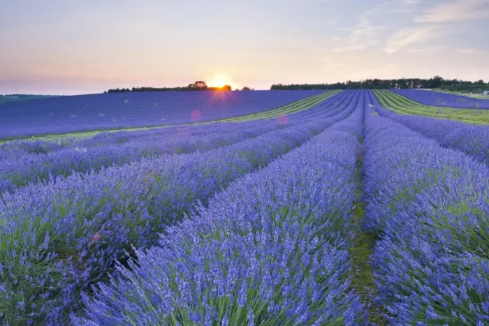 Framed Print : Lavender field at Snowshill Lavender, The Cotswolds, Gloucestershire, England, United Kingdom, Europe