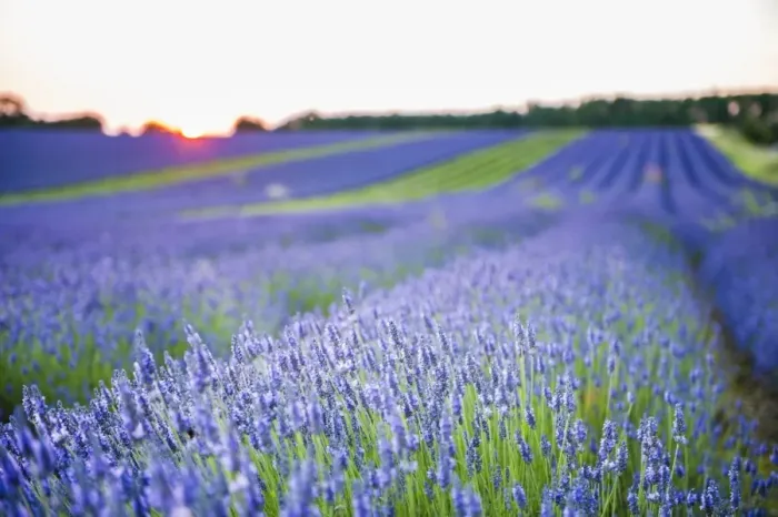 Framed Print : Lavender field at Snowshill Lavender, The Cotswolds, Gloucestershire, England, United Kingdom, Europe