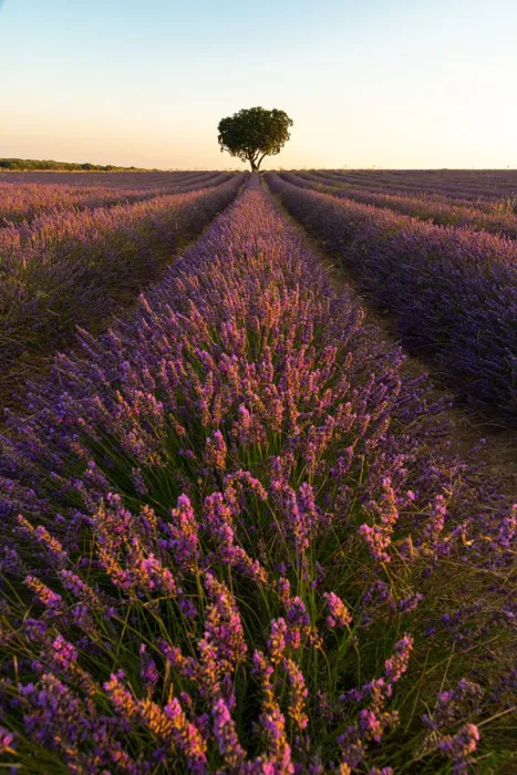 Framed Print : Lavender fields of Brihuega, Guadalajara, Spain, Europe Framed Print : Lavender fields of Brihuega, Guadalajara, Spain, Europe