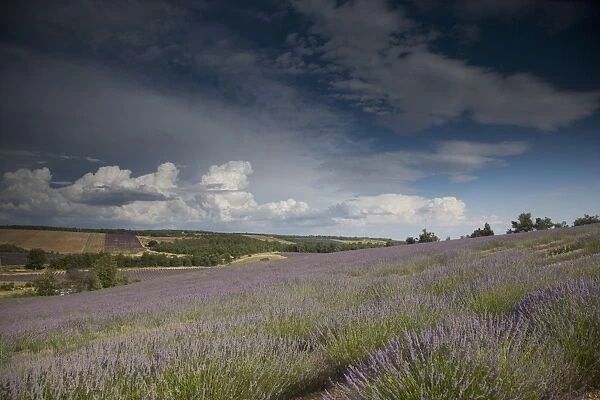 Lavender fields, Lagarde D Apt, Provence, France, Europe