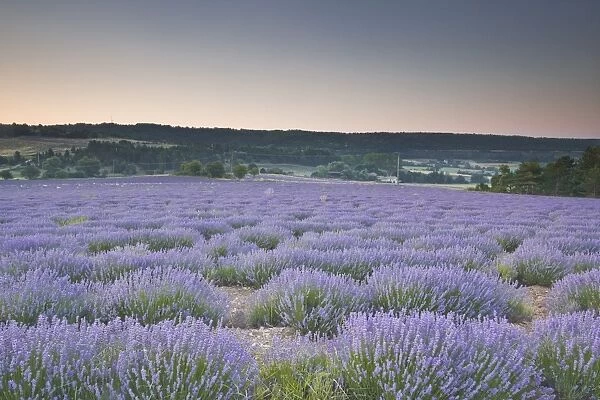Lavender fields near to Sault, Vaucluse, Provence, France, Europe