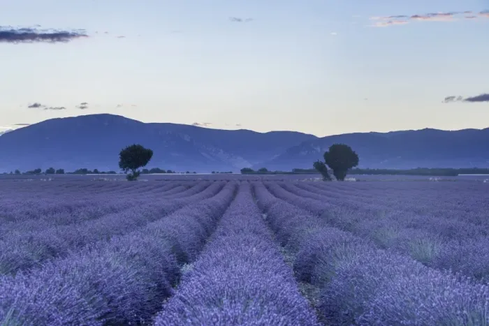 Framed Print : Lavender fields on the Plateau de Valensole, Alpes-de-Haute-Provence, France, Europe Framed Print : Lavender fields on the Plateau de Valensole, Alpes-de-Haute-Provence, France, Europe