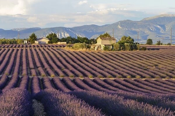 Lavender fields on the Plateau de Valensole, Alpes-de-Haute-Provence, France, Europe