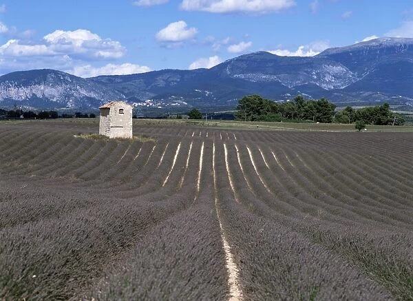 Lavender fields, Plateau de Valesole, Alpes de Haute Provence, Provence, France, Europe