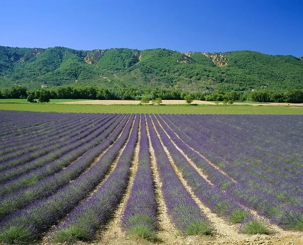 Lavender fields, Provence, France, Europe