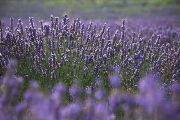 Lavender fields, Provence, France, Europe