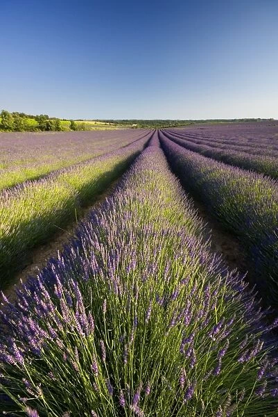 Lavender Fields, Provence, France, Europe