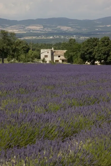 Framed Print : Lavender fields, Sault en Provence, Vaucluse, Provence, France, Europe Framed Print : Lavender fields, Sault en Provence, Vaucluse, Provence, France, Europe
