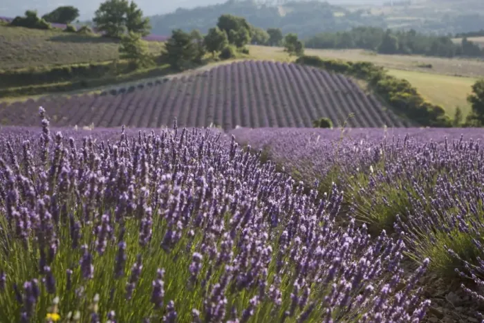 Framed Print : Lavender fields, Sault en Provence, Vaucluse, Provence, France, Europe Framed Print : Lavender fields, Sault en Provence, Vaucluse, Provence, France, Europe