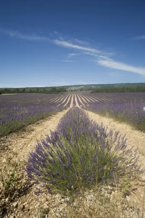 Framed Print : Lavender fields, Sault en Provence, Vaucluse, Provence, France, Europe Framed Print : Lavender fields, Sault en Provence, Vaucluse, Provence, France, Europe