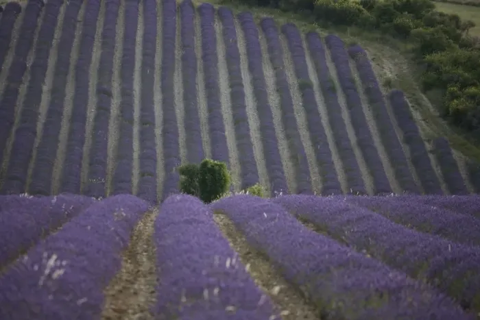 Framed Print : Lavender fields, Sault en Provence, Vaucluse, Provence, France, Europe Framed Print : Lavender fields, Sault en Provence, Vaucluse, Provence, France, Europe