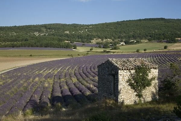 Lavender fields, Sault en Provence, Vaucluse, Provence, France, Europe