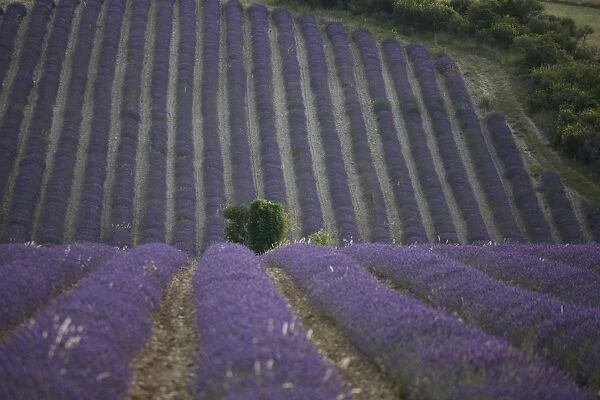 Lavender fields, Sault en Provence, Vaucluse, Provence, France, Europe