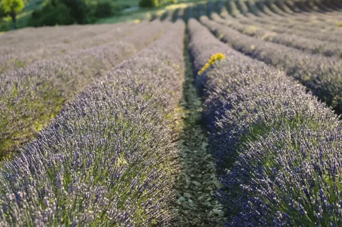 Framed Print : Lavender fields, Sault, Provence, France, Europe