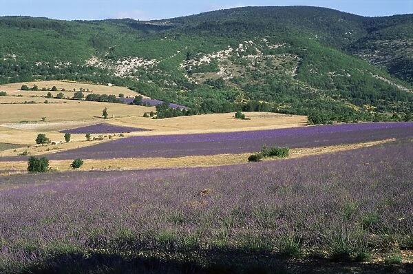 Lavender fields, Sault, Vaucluse, Provence, France, Europe