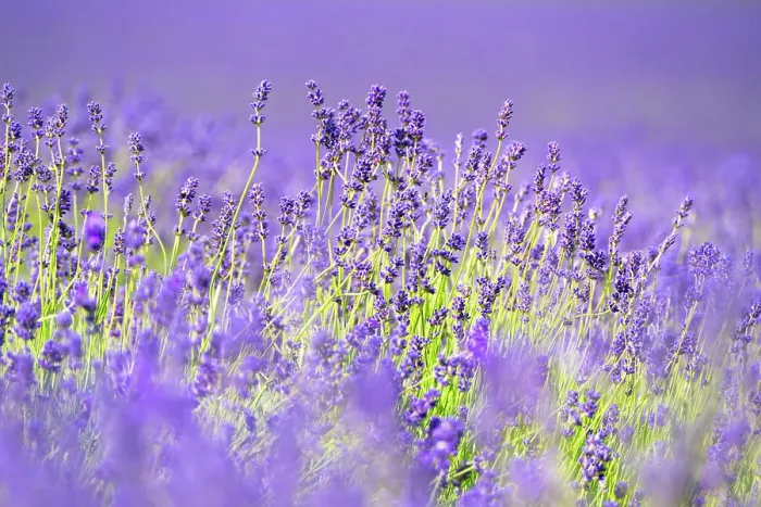 Framed Print : Lavender fields in Shoreham, Kent, England, United Kingdom, Europe