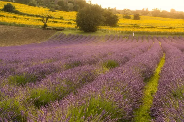 Framed Print : Lavender fields at sunset, Corinaldo, Marche, Italy, Europe