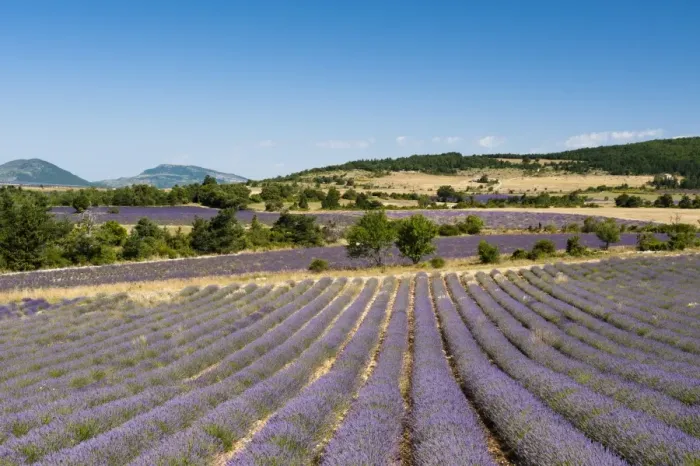 Framed Print : Lavender fields, Terrassieres, Provence, France, Europe Framed Print : Lavender fields, Terrassieres, Provence, France, Europe