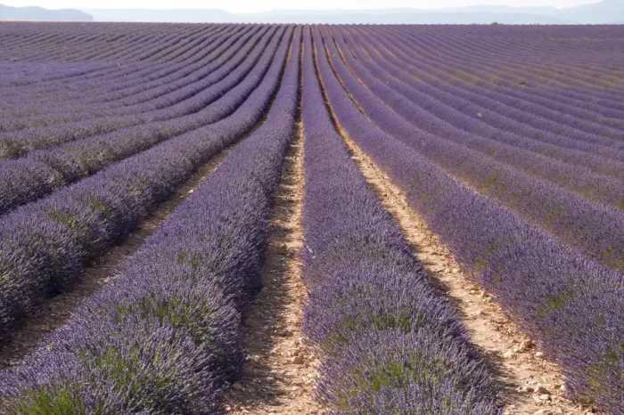 Framed Print : Lavender fields, Valensole, Provence, France, Europe