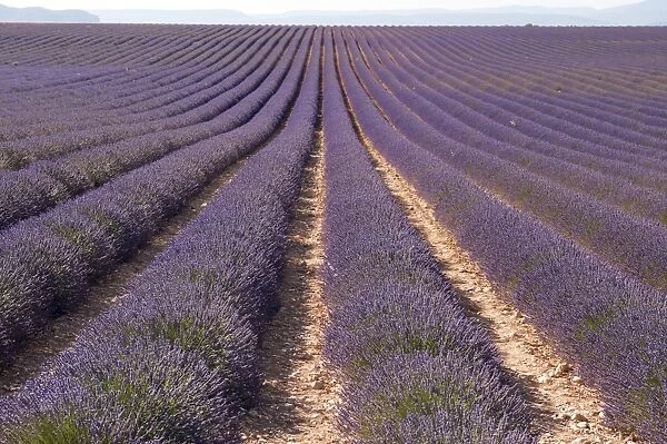 Lavender fields, Valensole, Provence, France, Europe