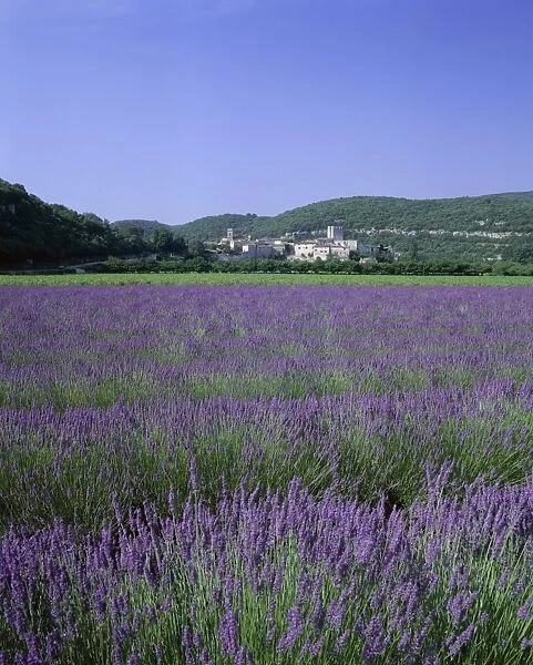 Lavender fields and the village of Montclus, Gard, Languedoc-Roussillon, France, Europe