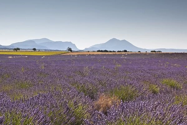 Lavender growing on the Plateau de Valensole in Provence, France, Europe