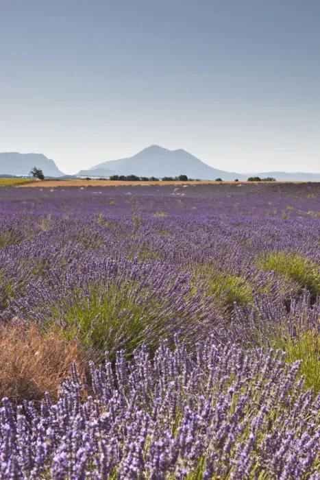 Framed Print : Lavender growing on the Plateau de Valensole in Provence, France, Europe