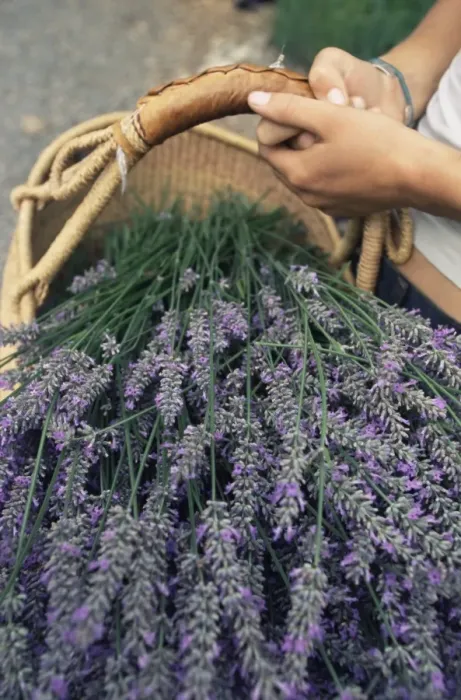 Framed Print : Lavender harvest Framed Print : Lavender harvest