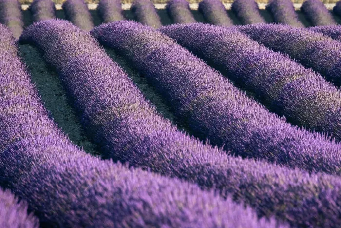 Framed Print : Lavender lines in a field, Plateau de Valensole, Provence, France, Europe Framed Print : Lavender lines in a field, Plateau de Valensole, Provence, France, Europe