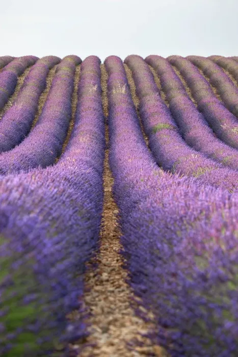 Framed Print : Lavender lines, lavender field, Plateau de Valensole, Provence, France, Europe