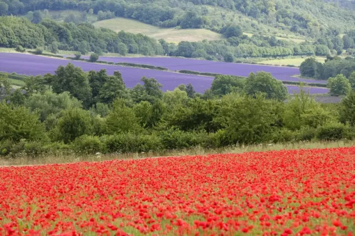Framed Print : Lavender and poppies, Shoreham, near Sevenoaks, Kent, England, United Kingdom, Europe Framed Print : Lavender and poppies, Shoreham, near Sevenoaks, Kent, England, United Kingdom, Europe