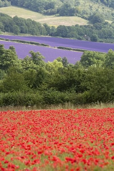 Lavender and poppies, Shoreham, near Sevenoaks, Kent, England, United Kingdom, Europe