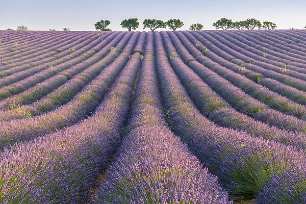 Lavender rows, Plateau de Valensole, Alpes-de-Haute-Provence, Provence-Alpes-Cote d Azur